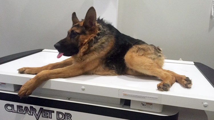 Европейская овчарка сбоку