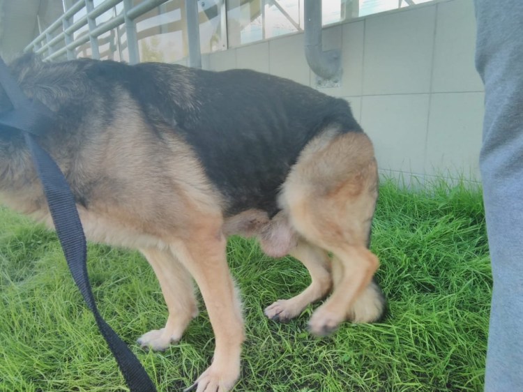 Типы окрасов немецкой овчарки