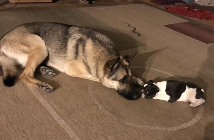 Овчарка немецкая щенок родившийся