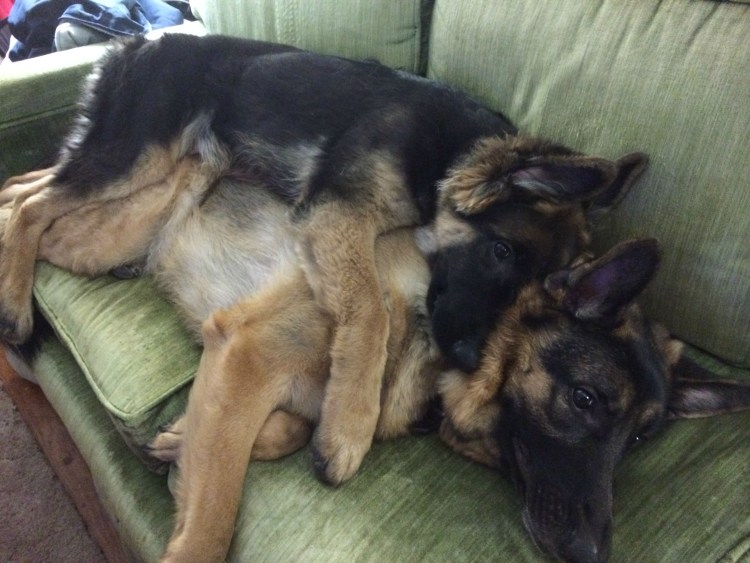 Немецкая овчарка и бульдог
