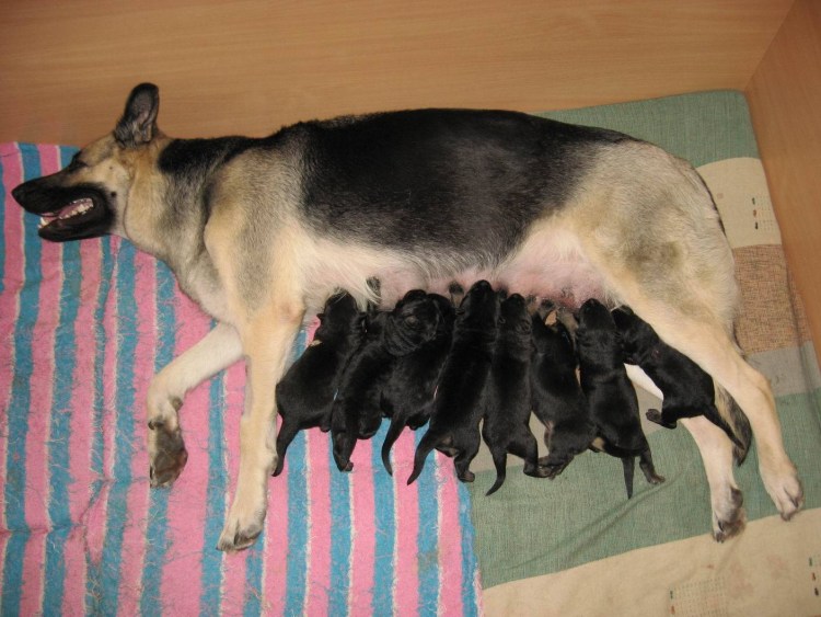 Дисплазия у немецких овчарок