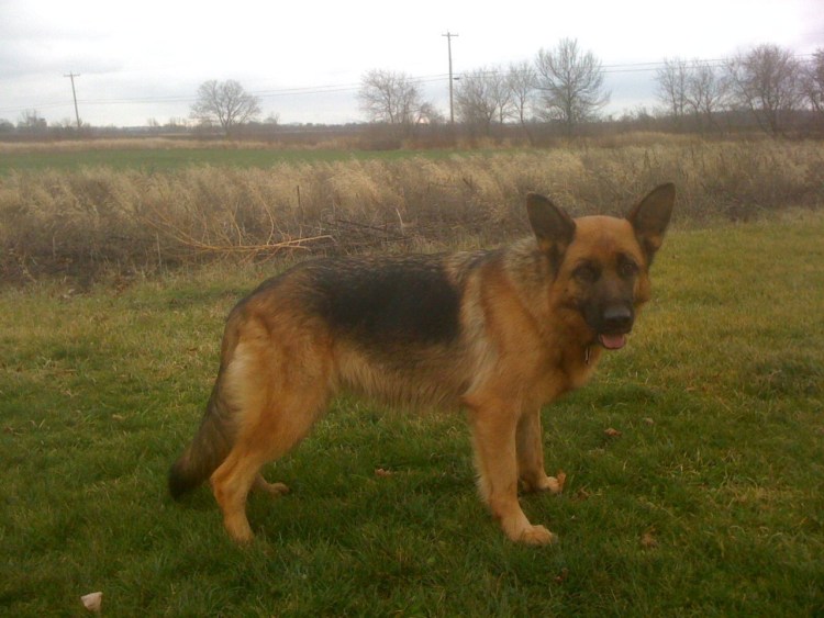 Беременная овчарка