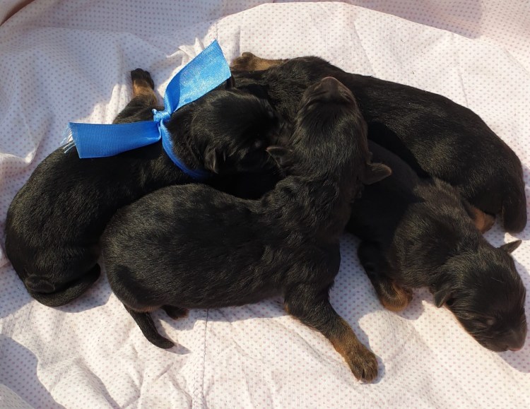 Щенки Восточно европейской овчарки Новорожденные