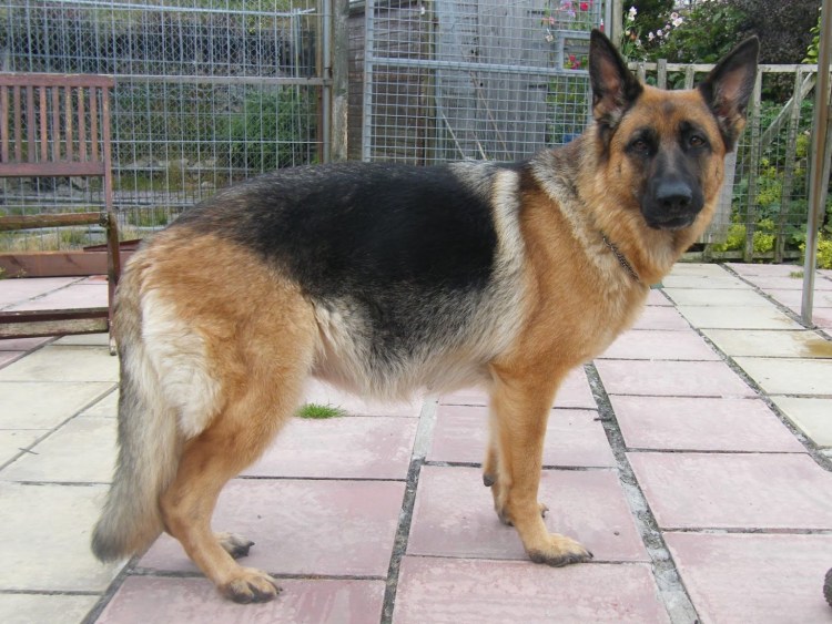 Предтечка у немецкой овчарки