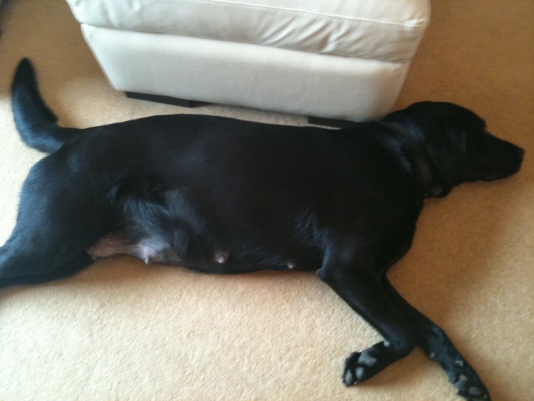 Беременные немецкие овчарки