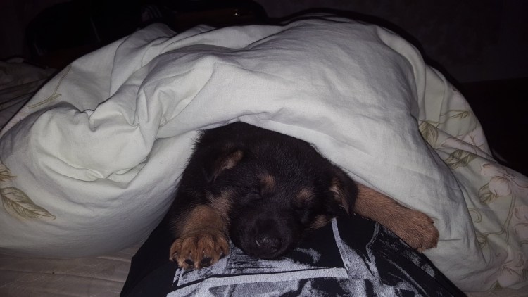 Роды собаки немецкой овчарки