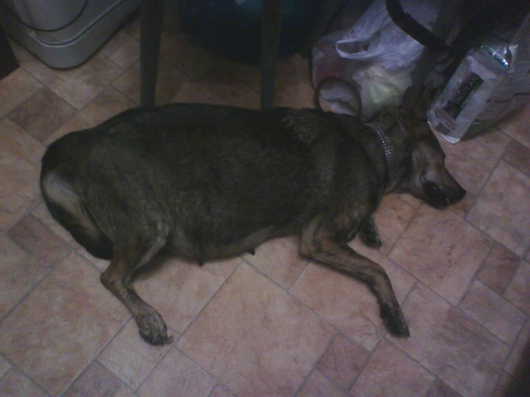 Беременные бродячие собаки