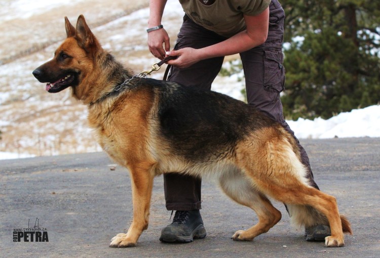 Течка у немецкой овчарки