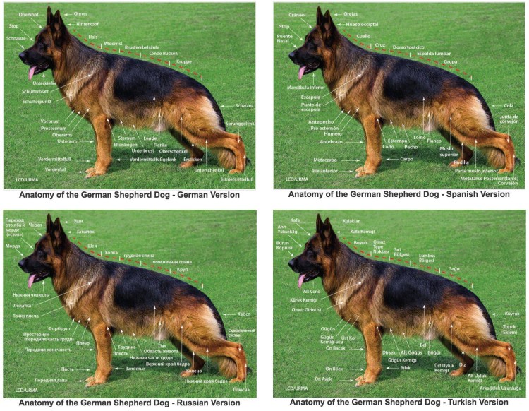 Немецкая овчарка 60 кг