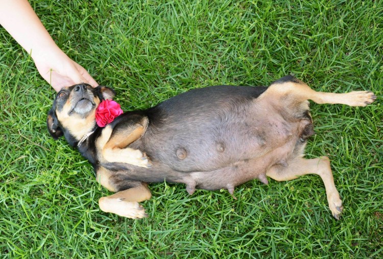 Нормы кормления собак сухим кормом