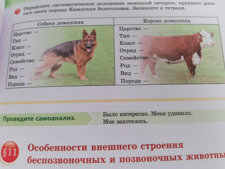 Овчарка спит