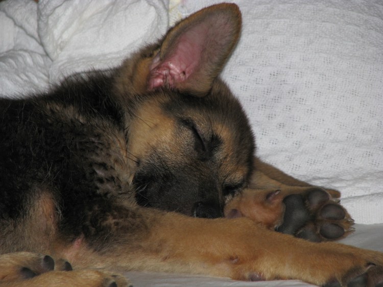 Анатомия собаки справа