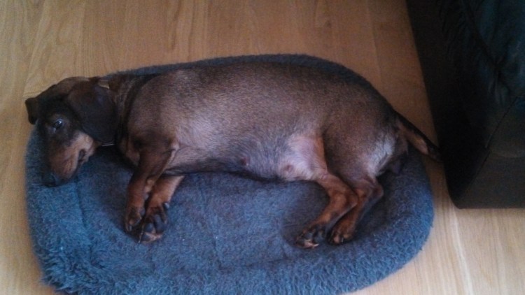 Немецкая овчарка стандарт породы РКФ