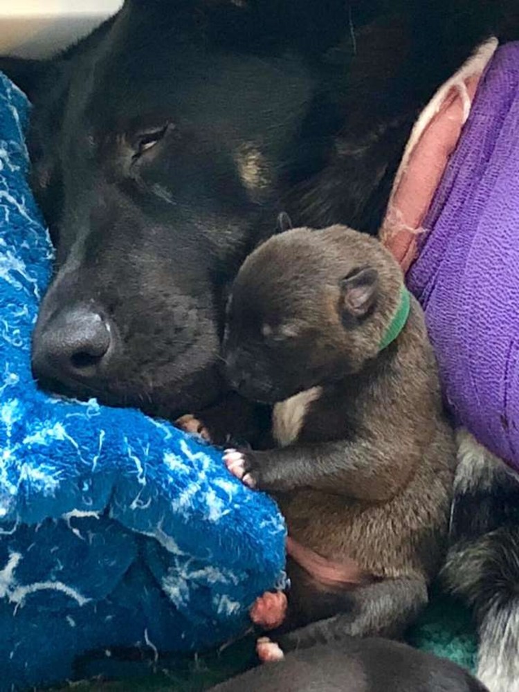 Беременность у собак длится