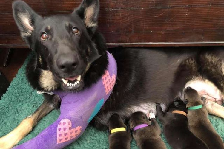 Этапы беременности собаки