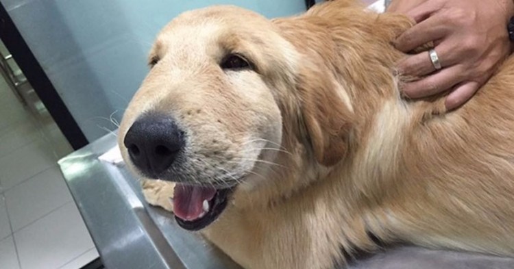 Собаку укусила пчела