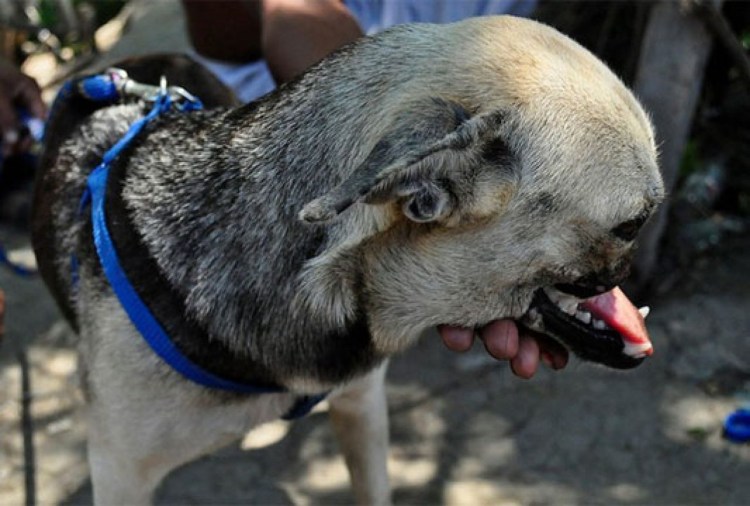 Собака которую ужалила пчела