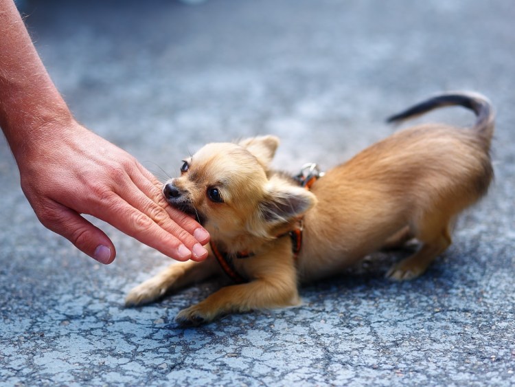 Таксу ужалила пчела