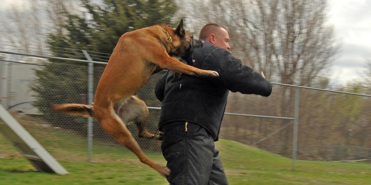 Собака без верхней челюсти