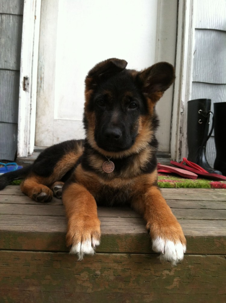 Немецкая овчарка с белыми лапами