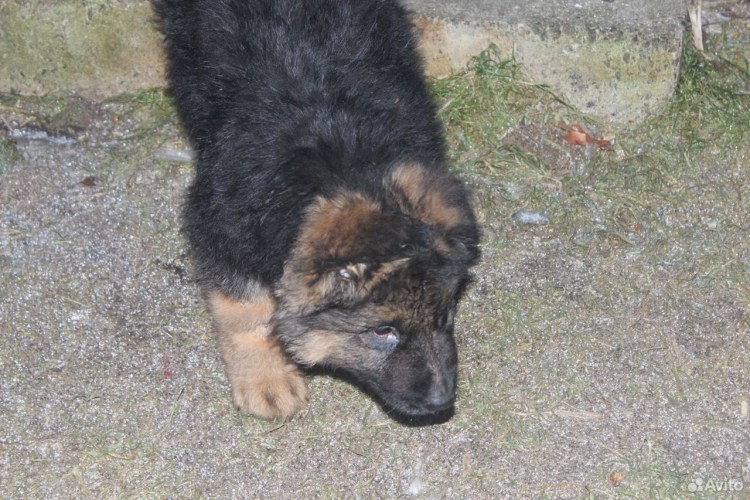 Две немецкие овчарки