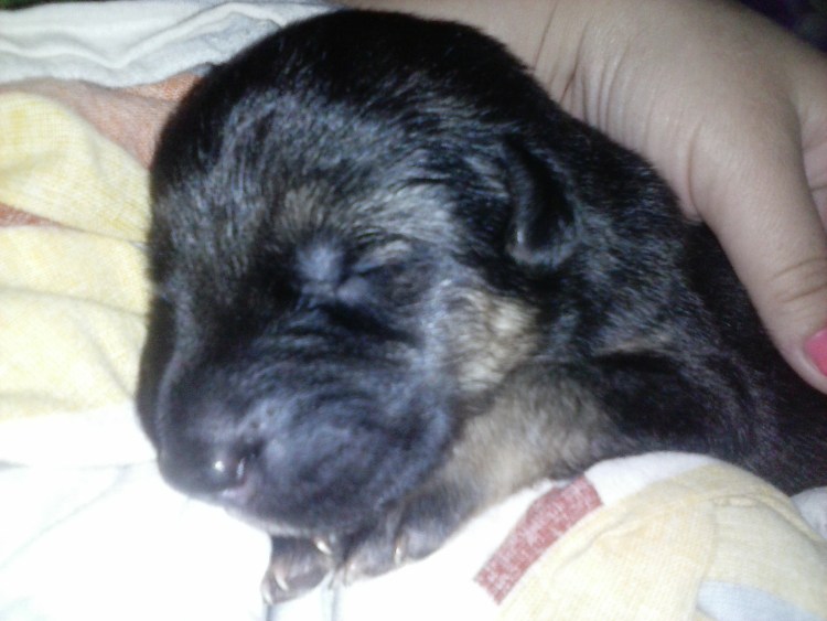 Щенки немецкой овчарки родились с пятнами