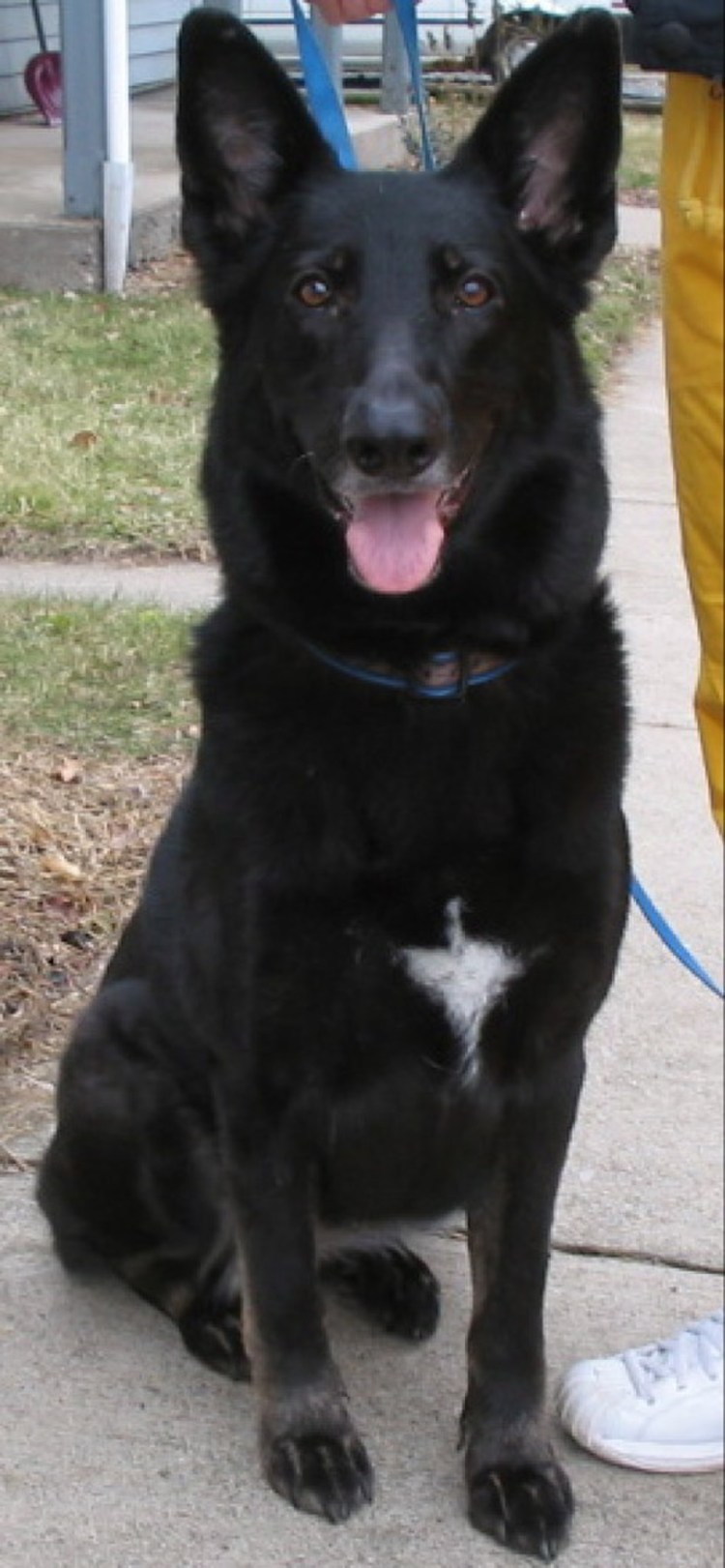 Метис Восточно европейской черной овчарки