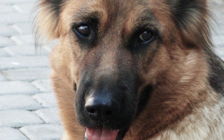 Глаза немецкой овчарки