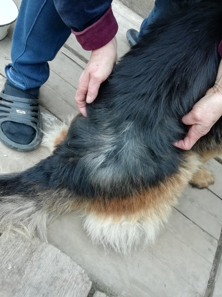 Немецкая овчарка шерсть