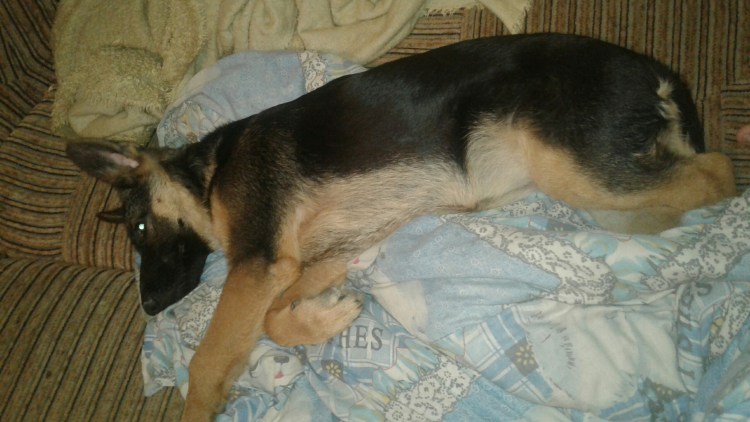 Немецкая овчарка девочка вес