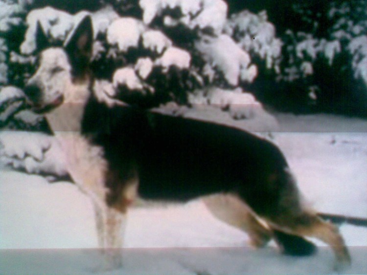 Немецкая овчарка окрас Панда