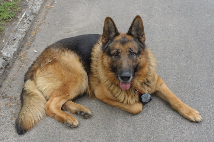 Граф Шутц Хунд