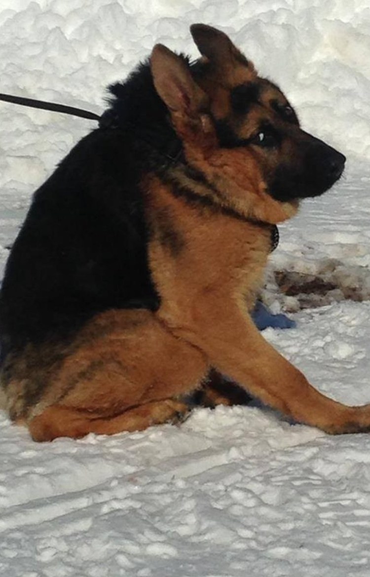 Немецкая овчарка сутулая