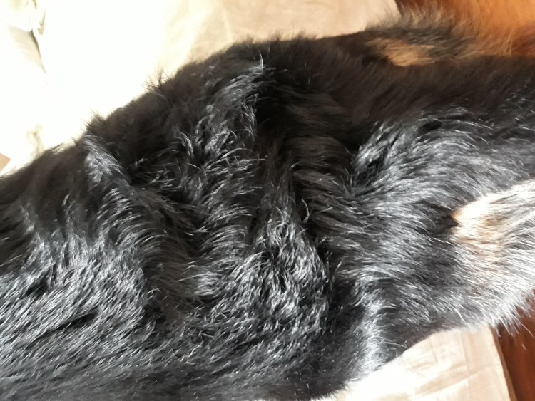 Немецкая овчарка шерсть