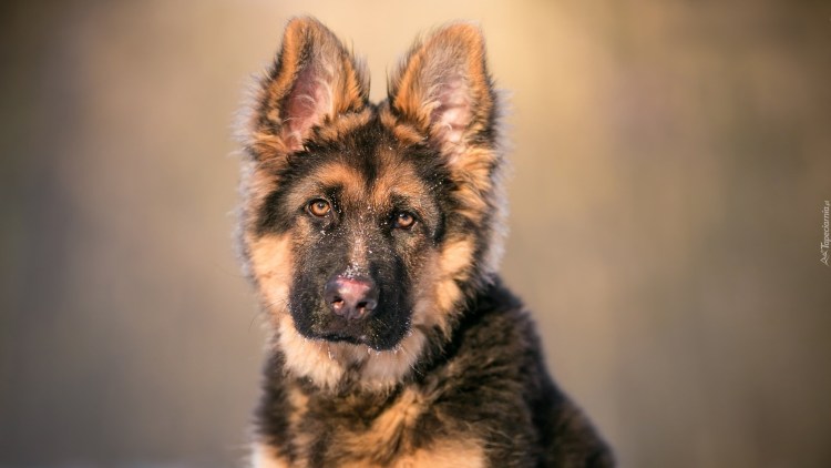 Овчарка Сарлууз Вульфхаунд