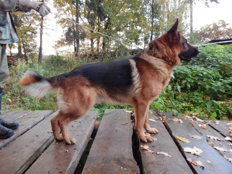 Немецкая овчарка с белыми пятнами