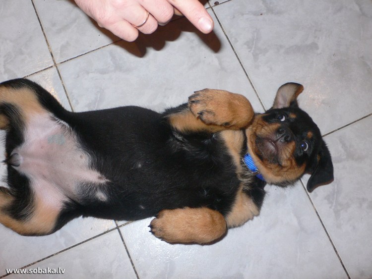 Пузо у щенка немецкой овчарки