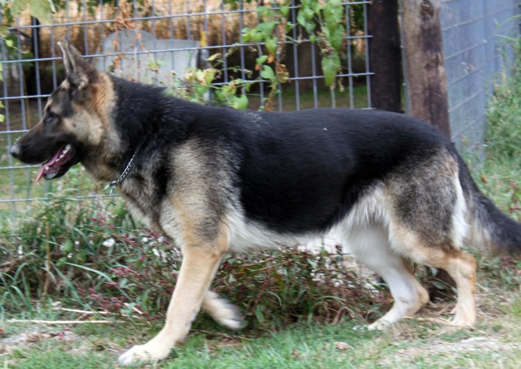 Немецкая овчарка Сильвер