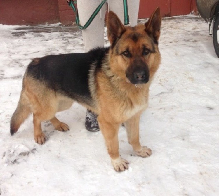 Немецкая овчарка с белыми пятнами