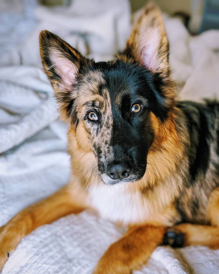 Немецкая овчарка Арлекин