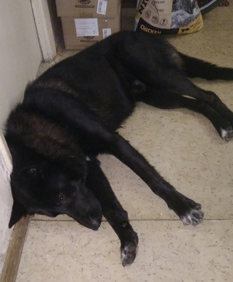 Овчарка немецкая с белым пятном на груди черного окраса