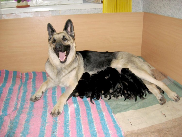 Новорожденные щенки ВЕО