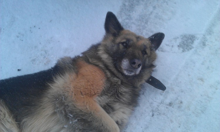 Найдена овчарка кобель