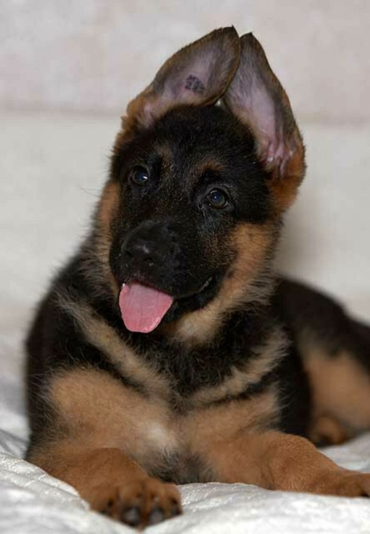 Четырехмесячная немецкая овчарка