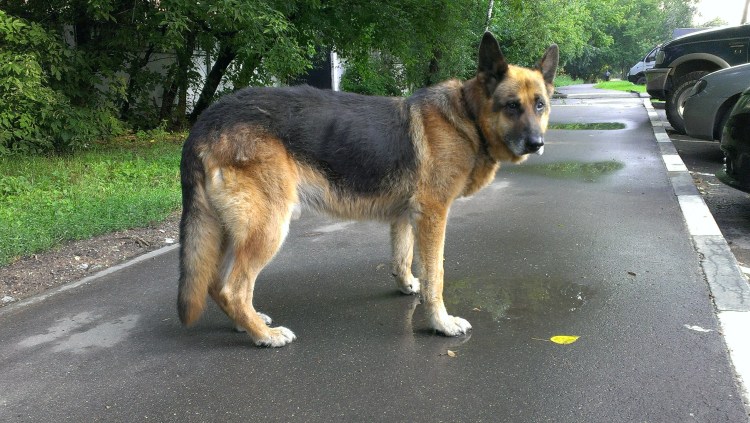 ВЕО овчарка хвост крючком