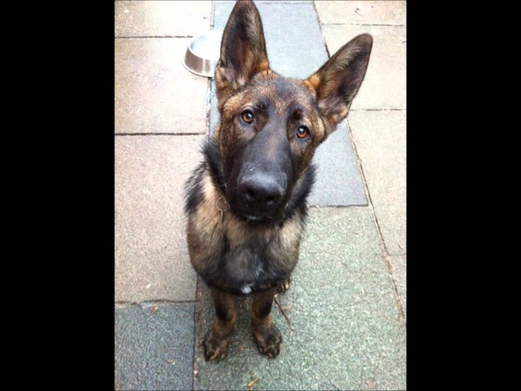 Немецкая овчарка Граф Шутц Хунд