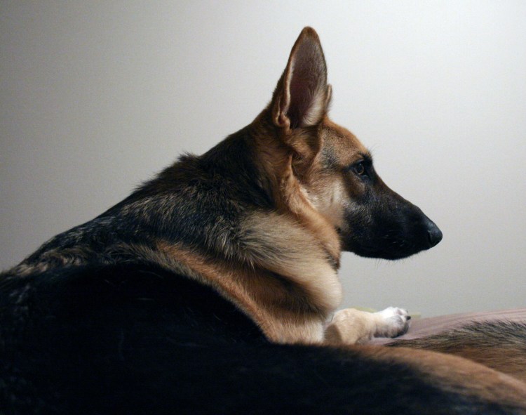 Немецкая овчарка прикусывает