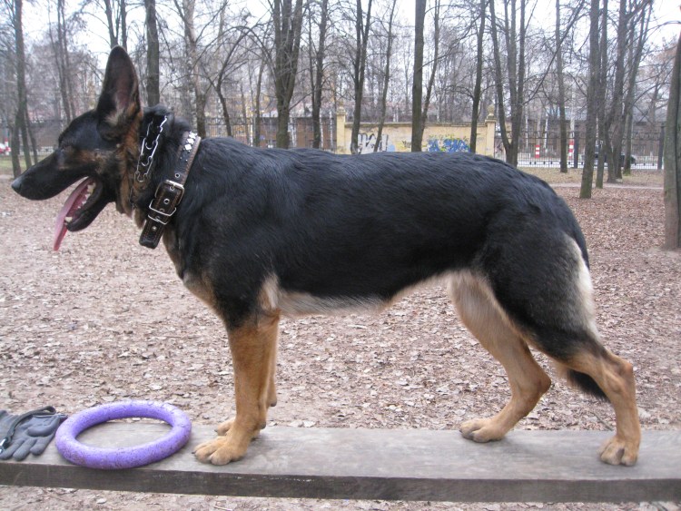 Немецкая овчарка подпалый