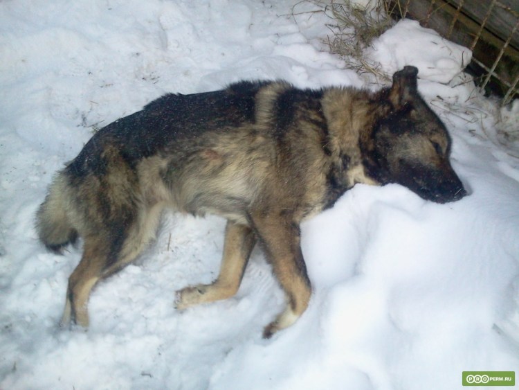 Мертвая немецкая овчарка