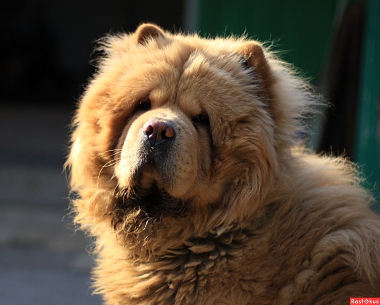 Порода Чак Чак собачки